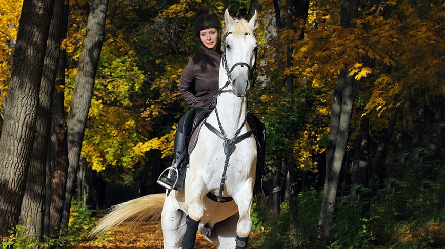 6 Ways To Calm A Nervous Horse