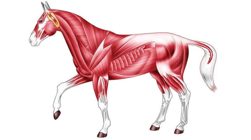 How to Build Up Your Horse's Muscle Mass