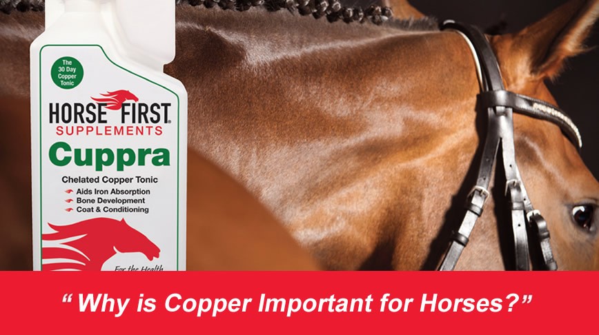 Why is Copper Considered Important for Horses?